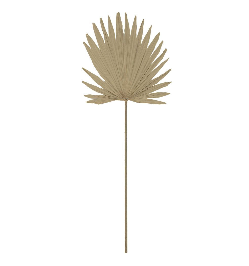 Dried Sun Fan Palm Stem (96cm)