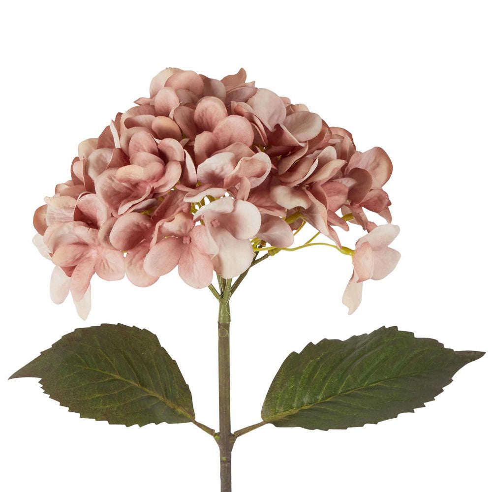 Dried Hydrangea Stem 48cm Blush