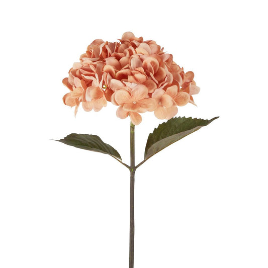 Dried Hydrangea Stem 48cm Apricot