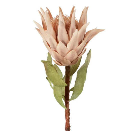 Dried Look Protea Stem 75cm Blush