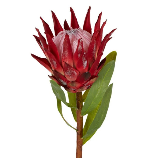 Protea King Stem 75cm Red