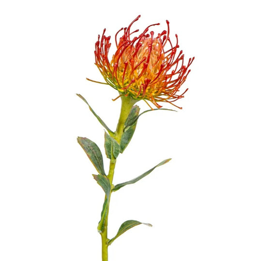 Protea Stem 61cm Orange