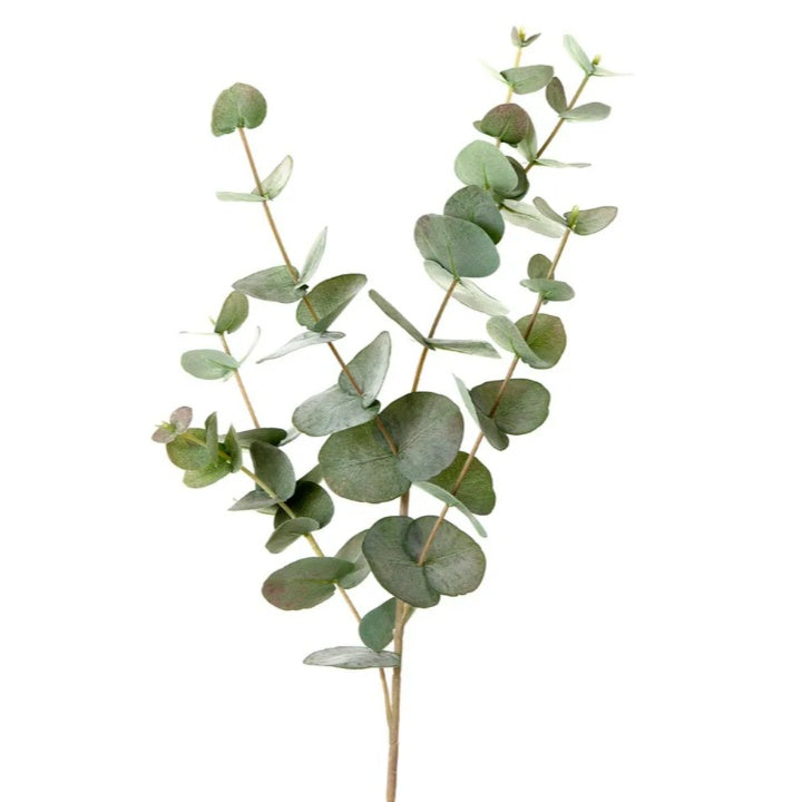Eucalyptus stem (86cm)