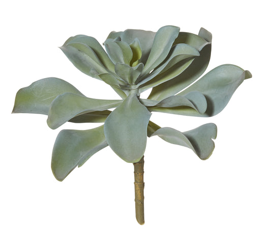 Echeveria - Grey/Green