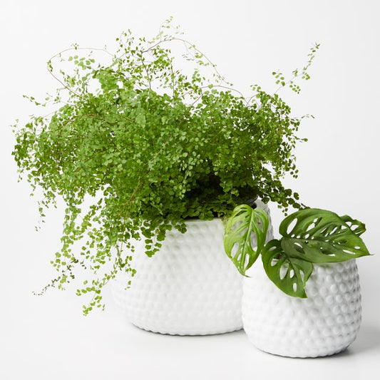 Hobnail Planter White (2 sizes)