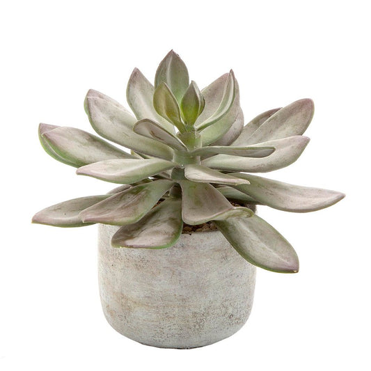 Desert Succulent 20cm